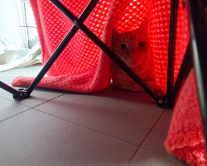 Mars the cat hiding under a red blanket